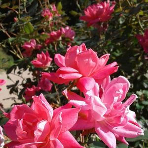 Meet your Posher, Lena